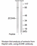 Product image for ZC3H8 Antibody