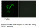 Product image for TACC3 Antibody