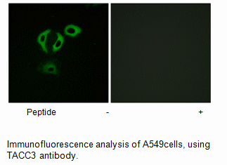 Product image for TACC3 Antibody