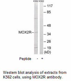 Product image for MOX2R Antibody