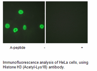 Product image for Histone H3 (Acetyl-Lys18) Antibody
