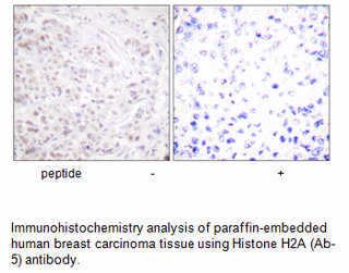 Product image for Histone H2A (Ab-5) Antibody