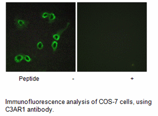 Product image for C3AR1 Antibody