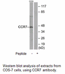 Product image for CCR7 Antibody