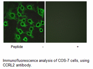 Product image for CCRL2 Antibody