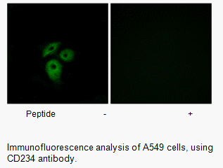 Product image for CD234 Antibody