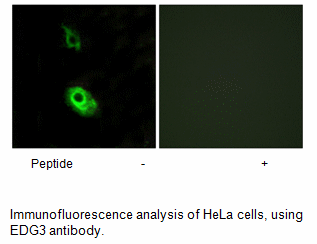 Product image for EDG3 Antibody