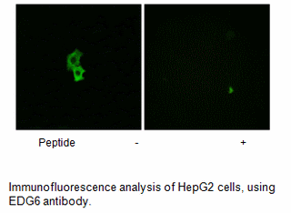 Product image for EDG6 Antibody