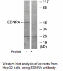 Product image for EDNRA Antibody