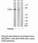 Product image for FZD3 Antibody