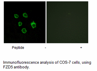 Product image for FZD5 Antibody