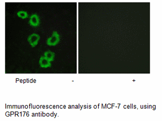 Product image for GPR176 Antibody