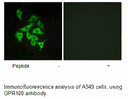 Product image for GPR100 Antibody
