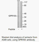 Product image for GPR100 Antibody