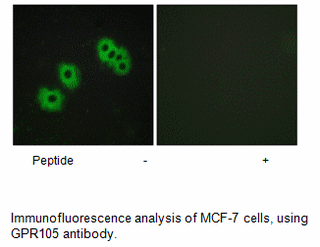 Product image for GPR105 Antibody