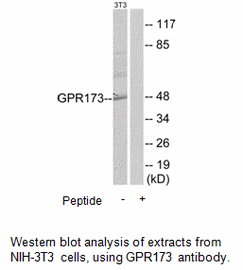 Product image for GPR173 Antibody