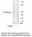 Product image for ADORA2A Antibody