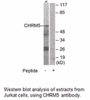 Product image for CHRM5 Antibody