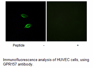 Product image for GPR157 Antibody