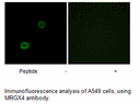 Product image for MRGX4 Antibody