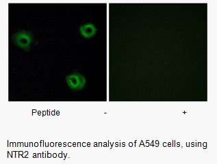 Product image for NTR2 Antibody