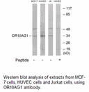 Product image for OR10AG1 Antibody