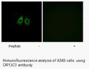 Product image for OR13C3 Antibody