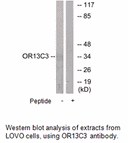 Product image for OR13C3 Antibody