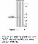 Product image for OR52E1 Antibody
