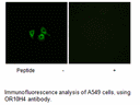 Product image for OR10H4 Antibody