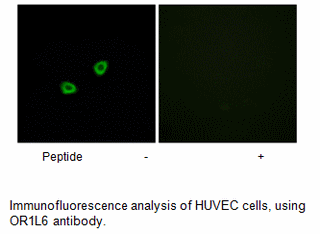 Product image for OR1L6 Antibody