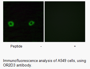 Product image for OR2D3 Antibody