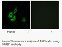 Product image for OR4D1 Antibody