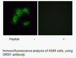 Product image for OR5I1 Antibody