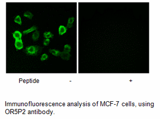 Product image for OR5P2 Antibody