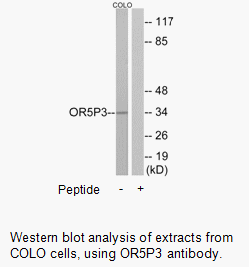 Product image for OR5P3 Antibody