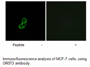 Product image for OR5T3 Antibody