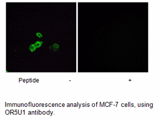 Product image for OR5U1 Antibody