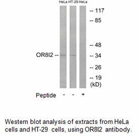 Product image for OR8I2 Antibody