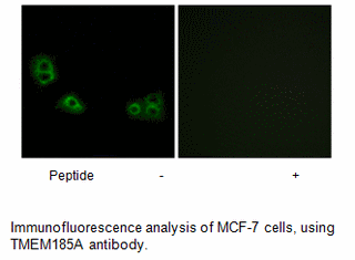Product image for TMEM185A Antibody