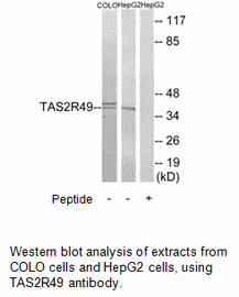 Product image for TAS2R49 Antibody