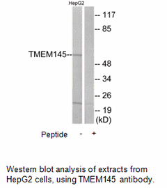 Product image for TMEM145 Antibody