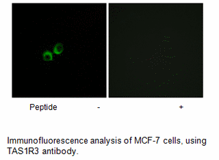 Product image for TAS1R3 Antibody