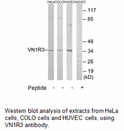 Product image for VN1R3 Antibody