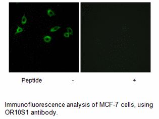 Product image for OR10S1 Antibody