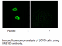 Product image for OR51B5 Antibody