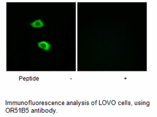 Product image for OR51B5 Antibody