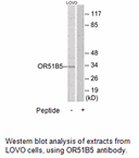 Product image for OR51B5 Antibody