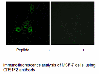 Product image for OR51F2 Antibody