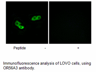 Product image for OR56A3 Antibody